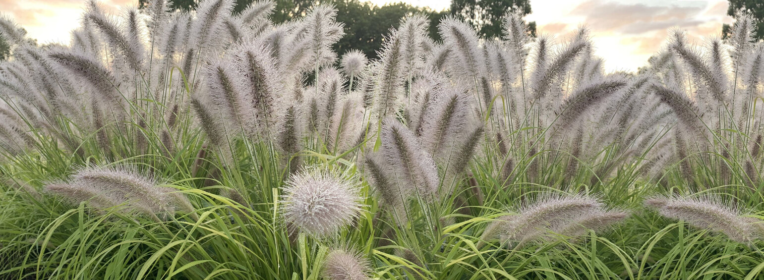 Bluestone Amazing Plant Selection in Eco Friendly Plantable Pots